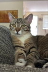 adoptable Cat in Knoxville, TN named Gretel