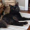 adoptable Cat in  named Onyx