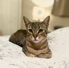 adoptable Cat in Knoxville, TN named Macey