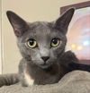 adoptable Cat in  named Midnight