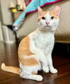 adoptable Cat in Knoxville, TN named Tiny