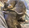 adoptable Cat in Knoxville, TN named Rocky and Ryland