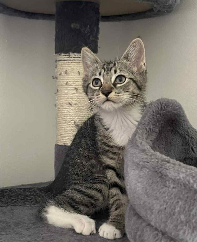 adoptable Cat in Knoxville, TN named Phil
