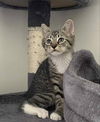 adoptable Cat in Knoxville, TN named Phil