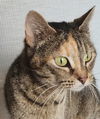 adoptable Cat in Knoxville, TN named Moka