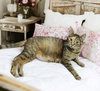 Moka - Photo 7