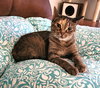 Moka - Photo 2