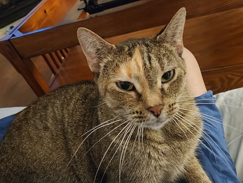 MOKA - Torbie available for adoption