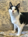 adoptable Cat in Knoxville, TN named Mayfield