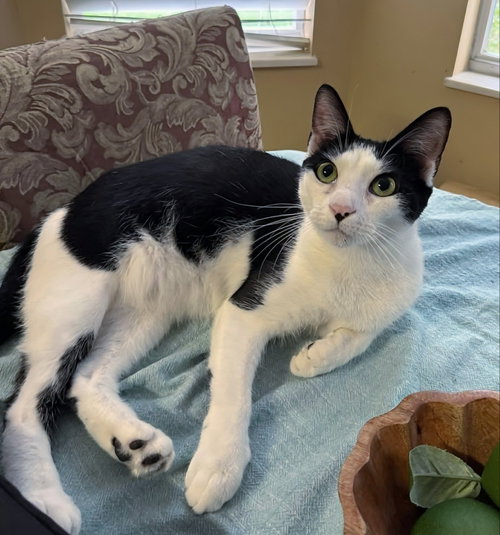 picture of the cat needing adoption