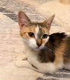 adoptable Cat in  named Lilac
