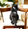 adoptable Cat in  named Rosemary