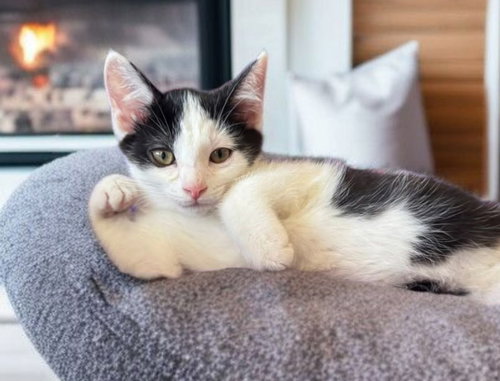 picture of the cat needing adoption