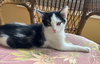 Ace ' Sponsored adoption fee!!!"