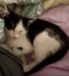 Ace ' Sponsored adoption fee!!!"