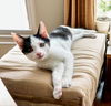 adoptable Cat in Knoxville, TN named Ace