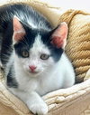Ace ' Sponsored adoption fee!!!"