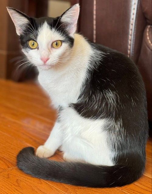 Ace ' Sponsored adoption fee!!!"