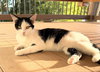 Ace ' Sponsored adoption fee!!!"
