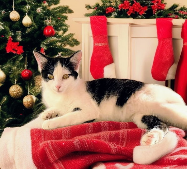 Ace ' Sponsored adoption fee!!!"