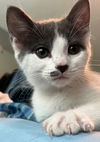 adoptable Cat in Knoxville, TN named Minnie