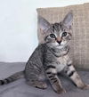 adoptable Cat in Knoxville, TN named Tiger