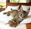 adoptable Cat in Knoxville, TN named Arnie