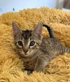 adoptable Cat in Knoxville, TN named Leo