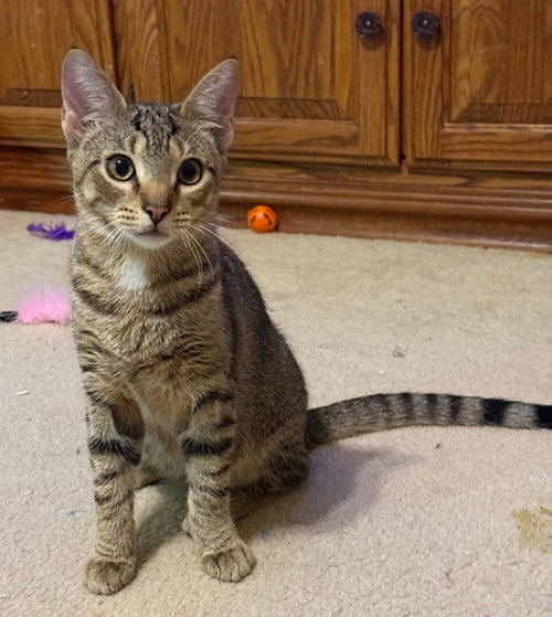 picture of the cat needing adoption