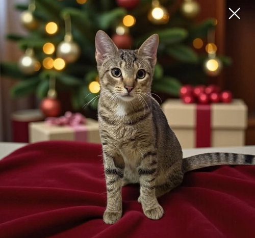 LEO - Tabby available for adoption