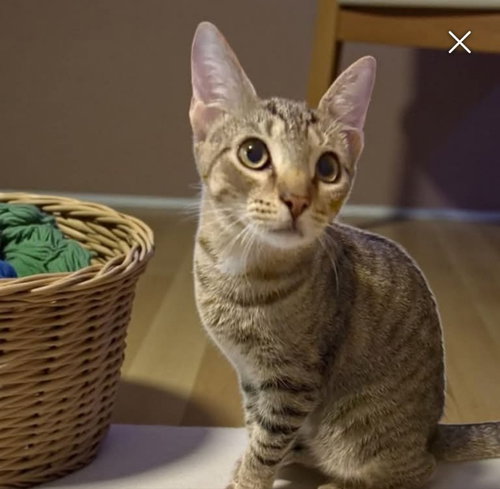 LEO - Tabby available for adoption