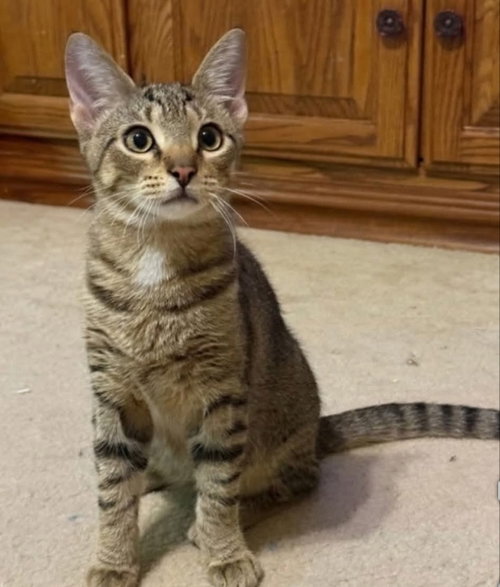 LEO - Tabby available for adoption