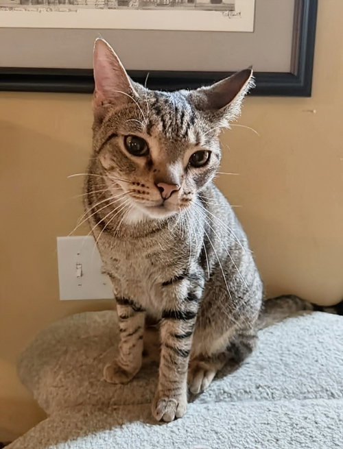 picture of the cat needing adoption