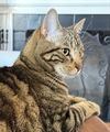 adoptable Cat in Knoxville, TN named Oliver