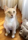 adoptable Cat in Knoxville, TN named Princess Peach