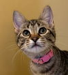 adoptable Cat in Knoxville, TN named Petal