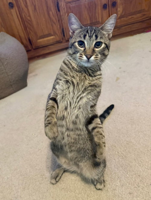 picture of the cat needing adoption