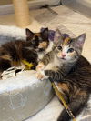 adoptable Cat in Knoxville, TN named Buttons and Truffle