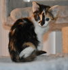 adoptable Cat in Knoxville, TN named Nutmeg
