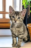 adoptable Cat in Knoxville, TN named Maxwell