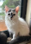 adoptable Cat in  named Darwin