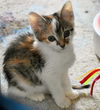 adoptable Cat in  named Poppy