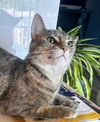 adoptable Cat in Knoxville, TN named TT