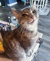TT !!Sponsored Adoption Fee!! - Photo 7