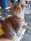 TT !!Sponsored Adoption Fee!! - Photo 8