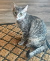TT !!Sponsored Adoption Fee!! - Photo 9