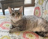 TT !!Sponsored Adoption Fee!! - Photo 5