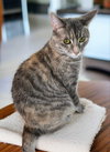 TT !!Sponsored Adoption Fee!! - Photo 2