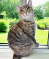 TT !!Sponsored Adoption Fee!! - Photo 1