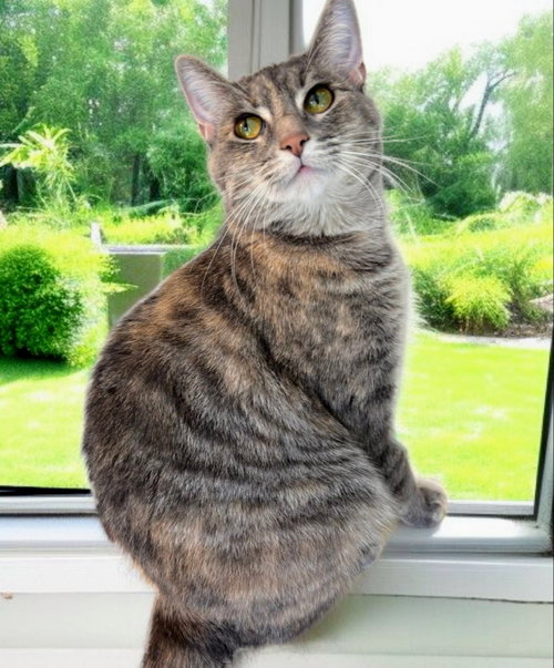 picture of the cat needing adoption